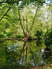 Fototapeta na wymiar Drei Baumstämme spiegeln sich im Wasser