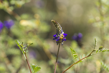 yellow bee pollinating a lavender flower.