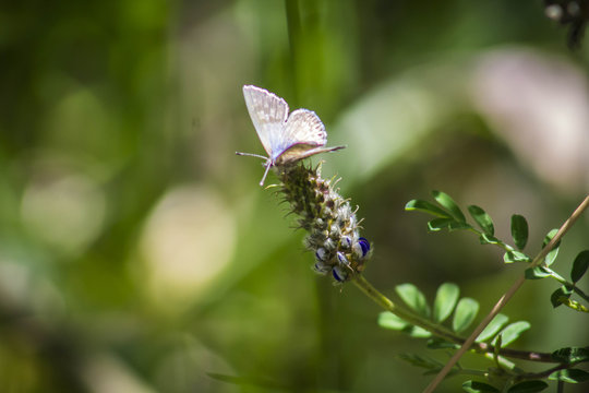 moth of the ephestia type, in a park surrounded by plants.