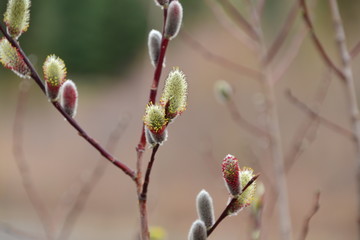 Pussy Willow Budding Out