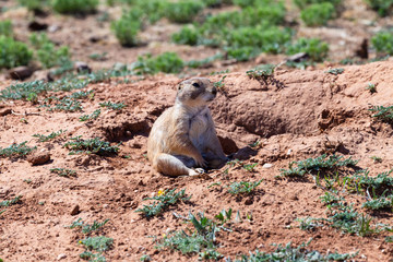 Prarie Dogging Like a Boss