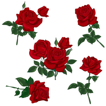 Set red rose