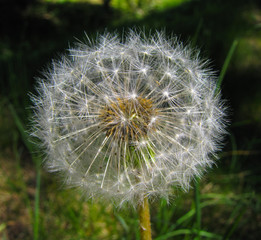 withered dandelion, blowball