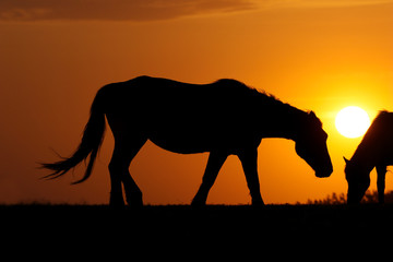 Fototapeta na wymiar Silhouette of two horses on sunset