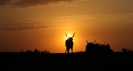 Silhouettes of heard bulls and cows  on sunset
