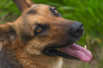 portrait of a dog