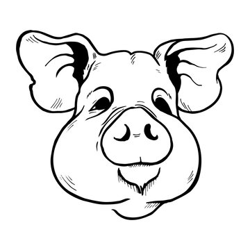 pig head sketch