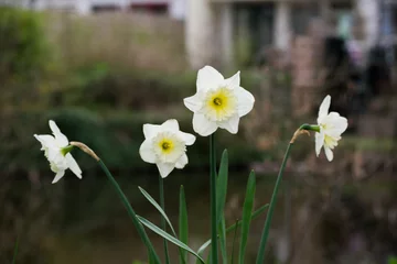 Foto op Canvas White Daffodil Narcis Flower Yellow Blooming Outside Plant Spring © Jacco