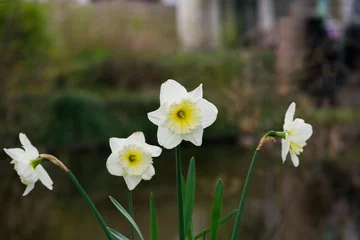 Foto op Canvas White Daffodil Narcis Flower Yellow Blooming Outside Plant Spring © Jacco