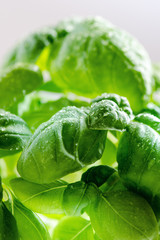 Detail of basil plant with drop of water on a leaves. Fresh, organic herbs. Cooking ingredients. Ocimum basilicum