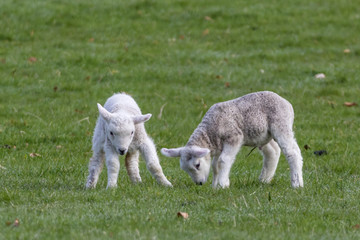 Spring lambs (Ovis aries) playing