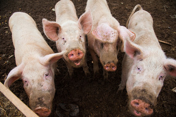 Domestic pigs on a farm