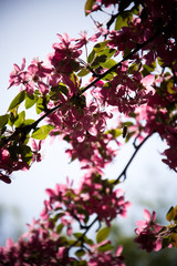 Spring flowering apple-tree