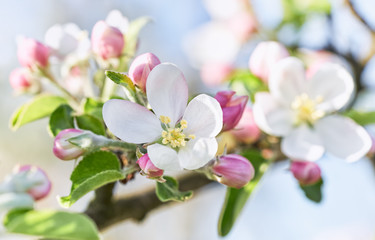 Fototapety  Zbliżenie kwiat jabłoni. Białe jabłko kwiat na naturalnym niebieskim tle.