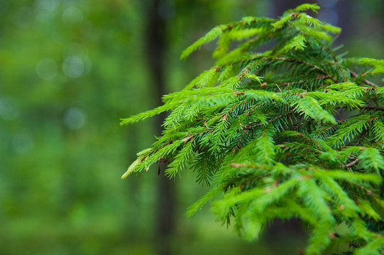 Fototapeta Green prickly branches of a fur-tree or pine