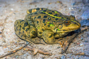 The green frog sits on the ground. The swamp. Nature.