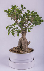 drzewko bonsai w białej donicy