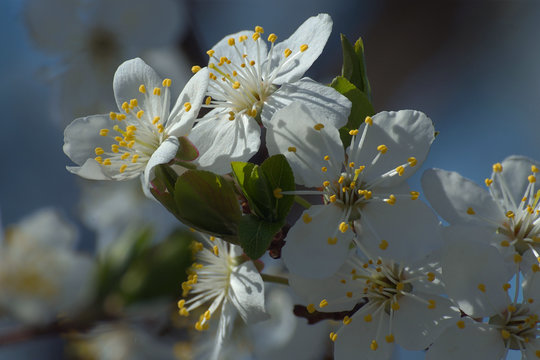 Fototapeta Kwiaty jabłoni 2
