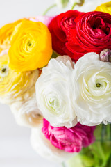 Ranunculus Buttercup Flowers of different colours