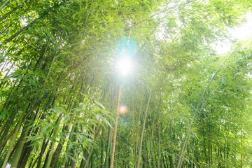 Fototapeta na wymiar Juicy green young bamboo thickets