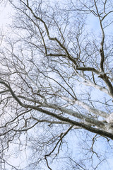 Fototapeta na wymiar Naked tree branches against a blue sky