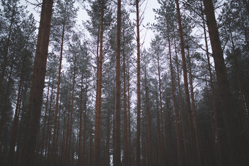 bosque de árboles en finlandia 