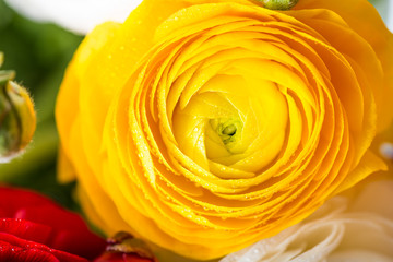 Ranunculus Buttercup Flowers of different colours