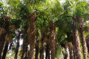 Palm trees with large leaves