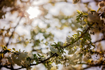 Cherry blossom tree garden, branch with petals
