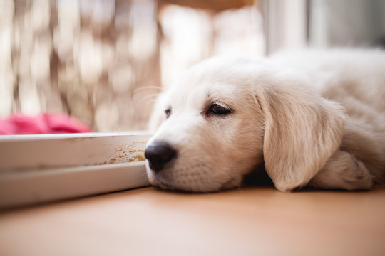 cachorro golden retriever