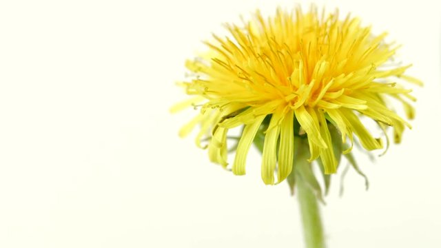 Dandelion. Blooming dandelions extreme closeup. Spring scene. Opening flowers time lapse. 4K UHD video 3840X2160