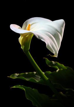 Calla Lily Flower, Trumpet Lily, Arum, or Pig Lily Isolated on Black