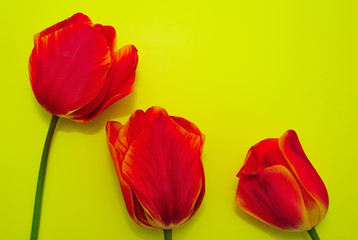 Red tulips on a yellow bright background