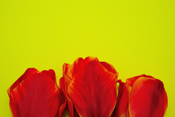 Red tulips on a yellow bright background