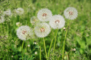 Fluffy dandelions on a green field