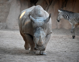 Obraz premium rinoceronte