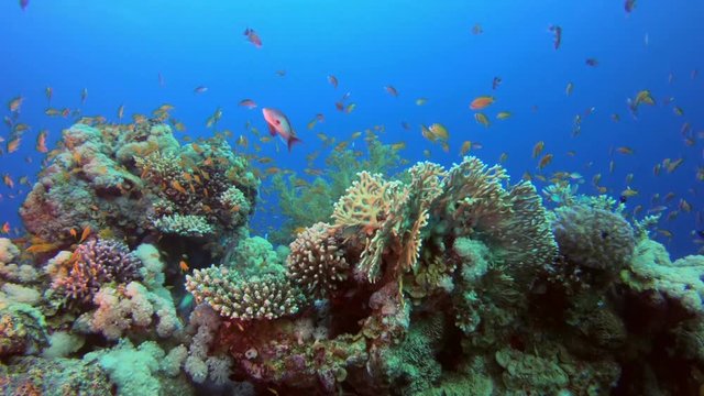 Reef Coral Scene. Picture of colorful scalefin anthias fish (Pseudanthias squamipinnis) and corals in the tropical reef of the Red Sea Dahab Egypt.