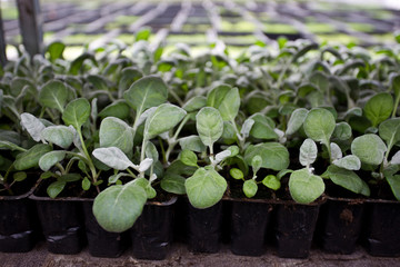 Growing of cineraria seedlings in plastic pots 
shelves in greenhouse for ornamental gardening. Selective focus