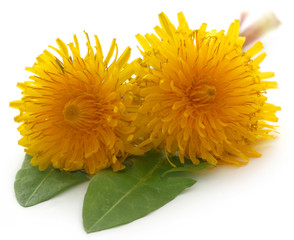 Medicinal dandelion