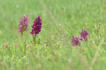 flower meadow spring summer