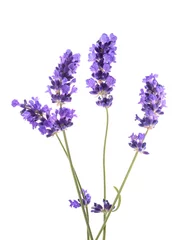 Deurstickers Lavender flowers bunch © Scisetti Alfio