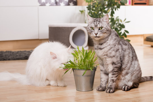Katzen mit Katzengras in der Wohnung