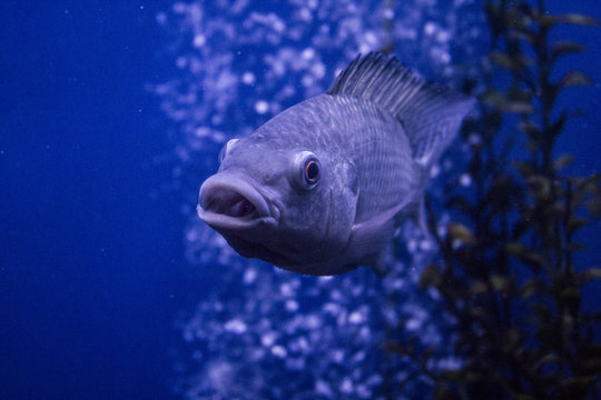 underwater photo of a species of fish called cichla ocellaris