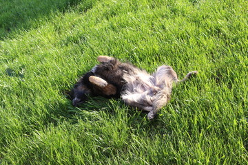 The dog sleeps on a sunny lawn