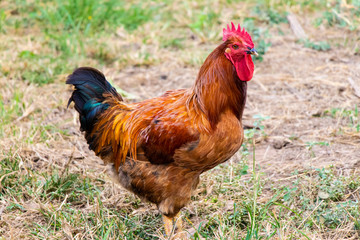 Beautiful rooster on a farm