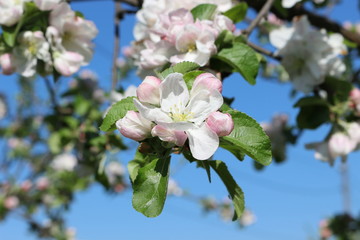 Blooming apple tree