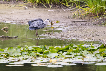 Gray heron cathes a fish