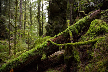 Beautiful forest scenery in Lynn Valley Canyon. Taken in North Vancouver, British Columbia, Canada.