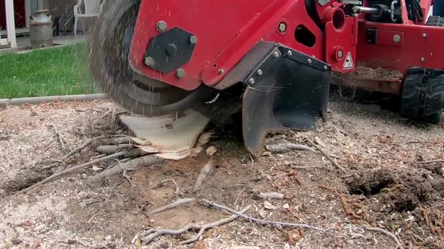 Wheel with teeth on it in slow motion grinds a stump away