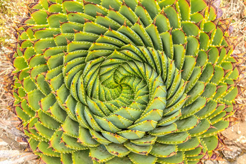 Spiral Aloe - Lesotho traditional plant